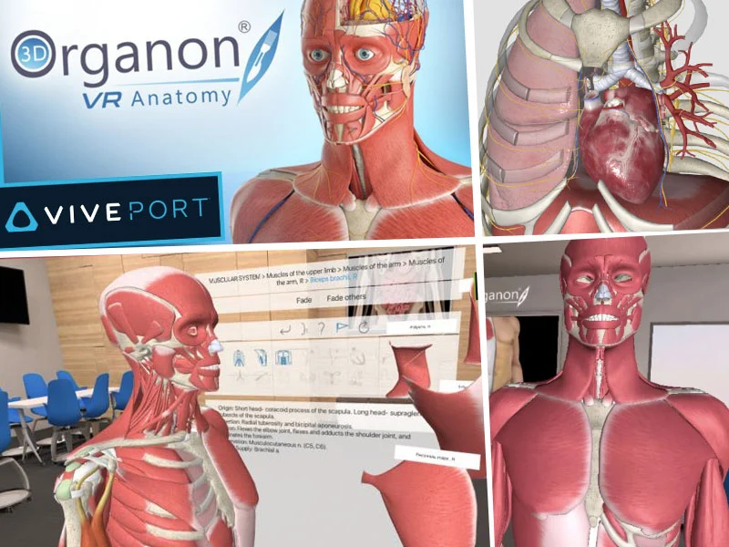 3D ORGANON